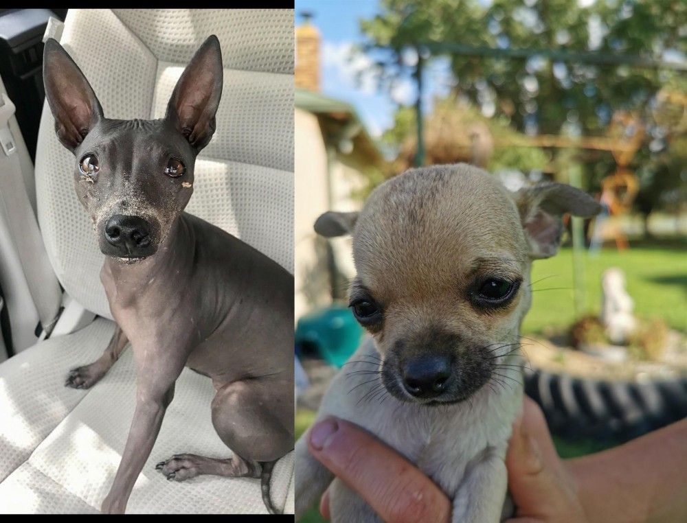 Chihuahua vs American Hairless Terrier - Breed Comparison