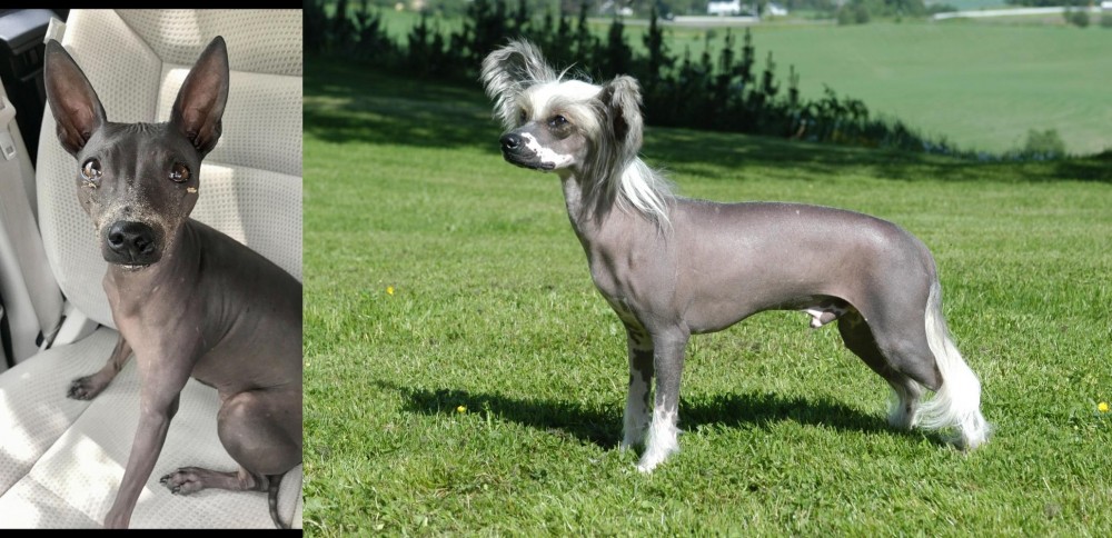 Chinese Crested Dog vs American Hairless Terrier - Breed Comparison