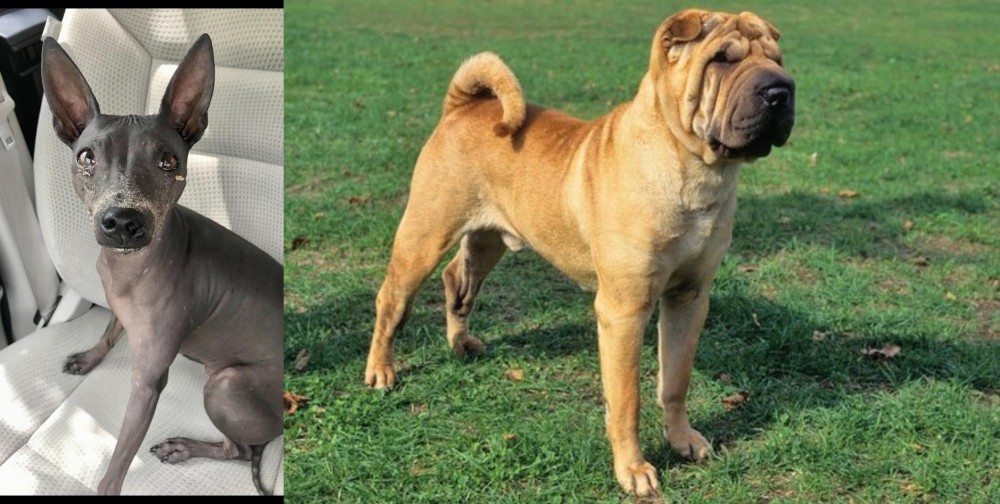Chinese Shar Pei vs American Hairless Terrier - Breed Comparison