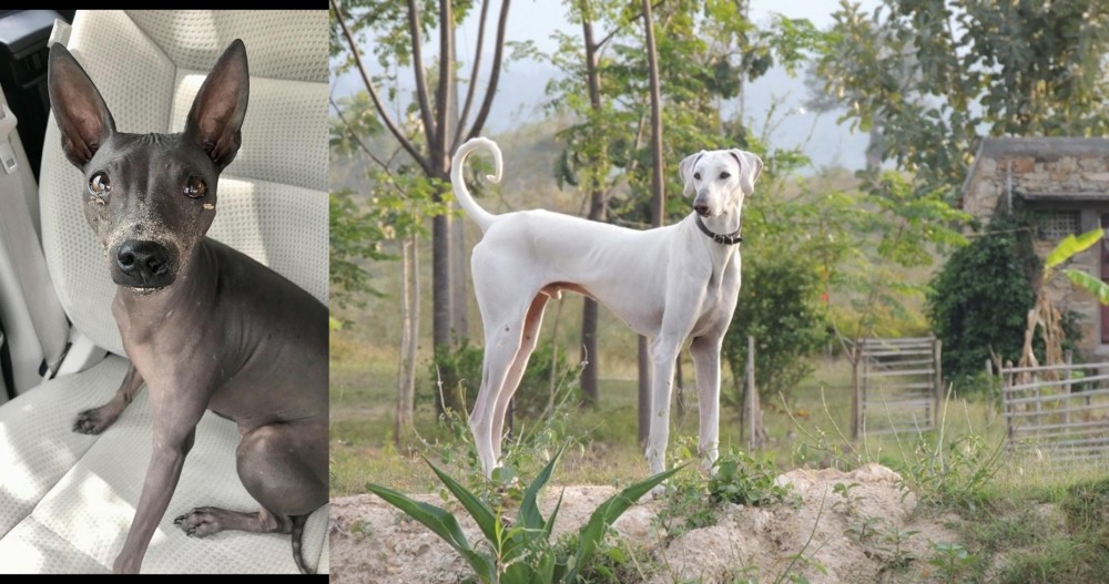 Chippiparai vs American Hairless Terrier - Breed Comparison