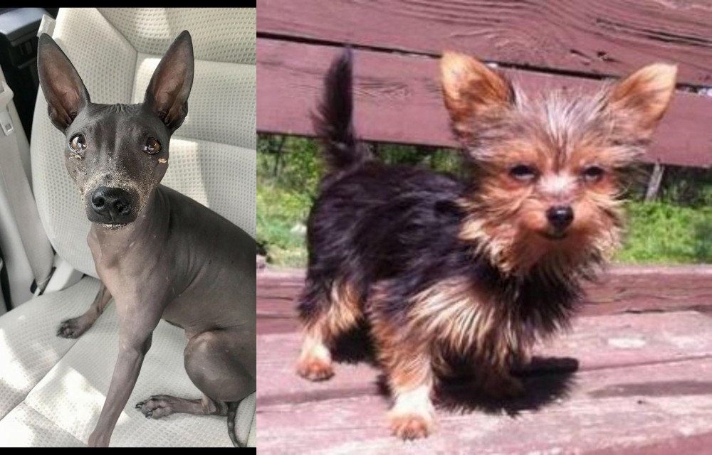 Chorkie vs American Hairless Terrier - Breed Comparison
