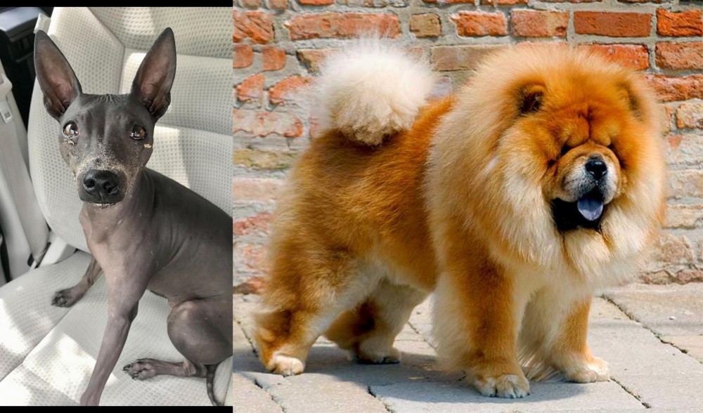 Chow Chow vs American Hairless Terrier - Breed Comparison