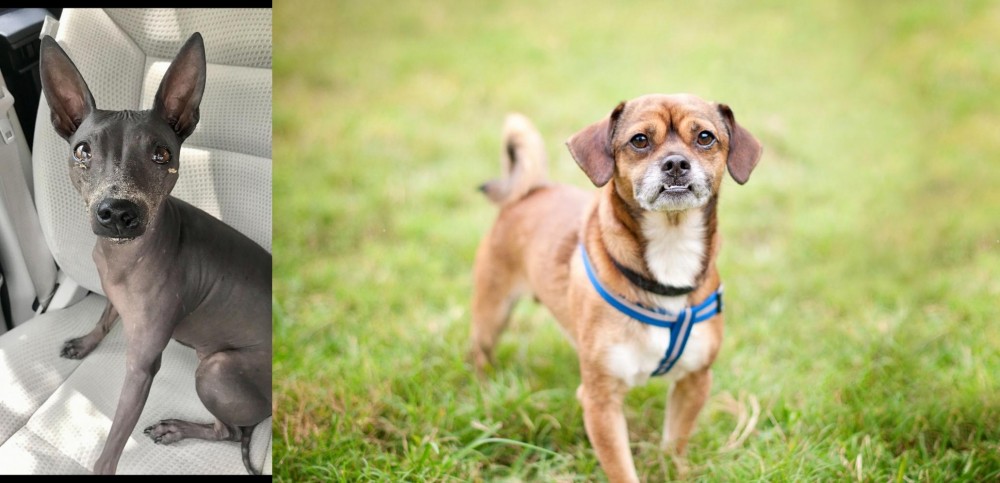 Chug vs American Hairless Terrier - Breed Comparison