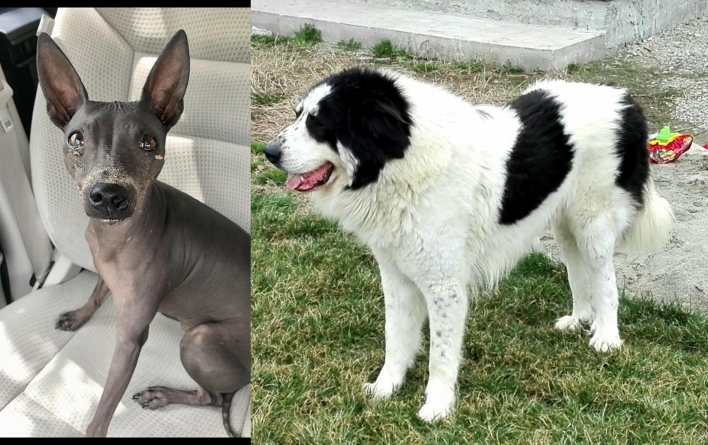 Ciobanesc de Bucovina vs American Hairless Terrier - Breed Comparison