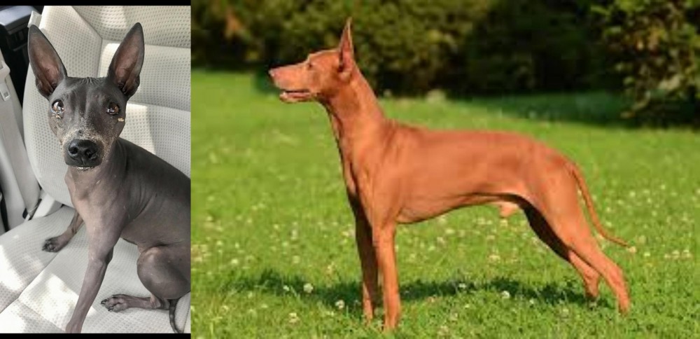 Cirneco dell'Etna vs American Hairless Terrier - Breed Comparison