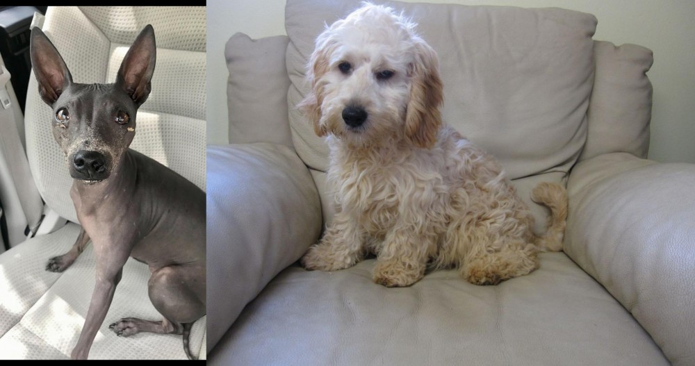 Cockachon vs American Hairless Terrier - Breed Comparison