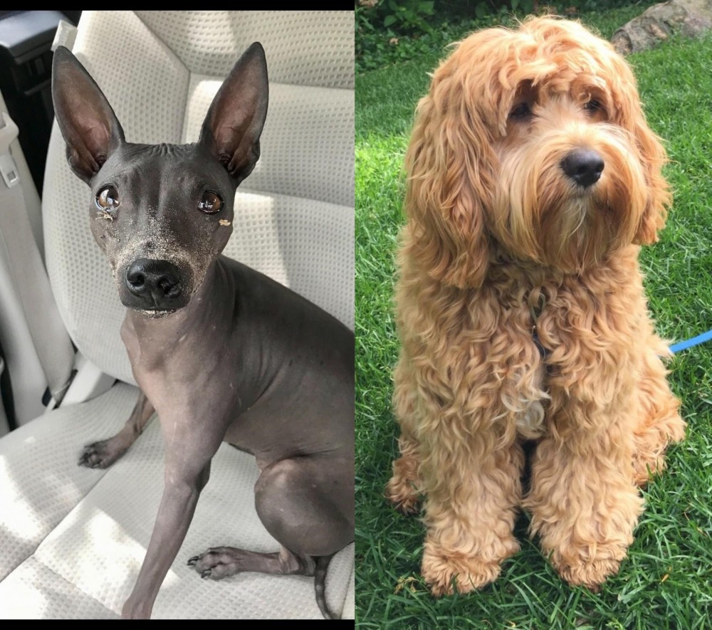 Cockapoo vs American Hairless Terrier - Breed Comparison