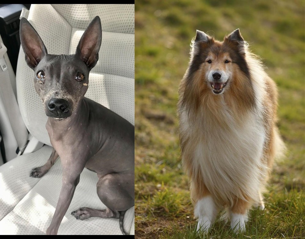Collie vs American Hairless Terrier - Breed Comparison