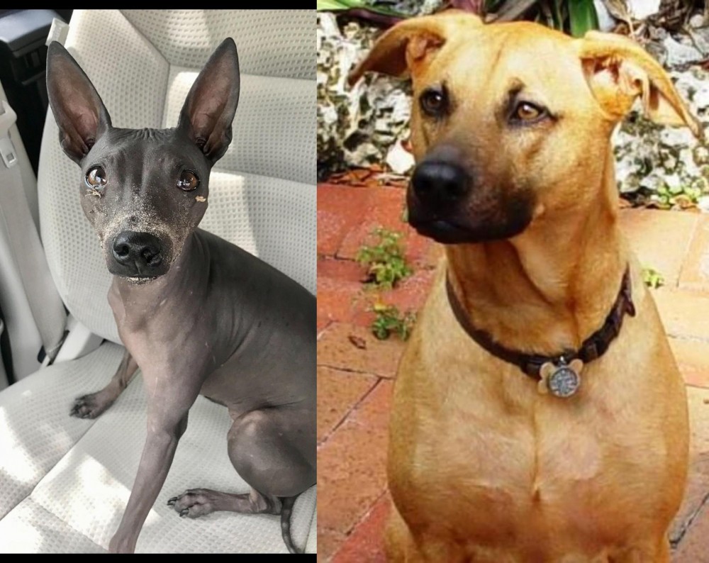 Combai vs American Hairless Terrier - Breed Comparison