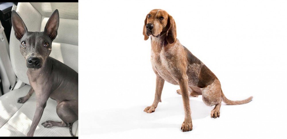 Coonhound vs American Hairless Terrier - Breed Comparison