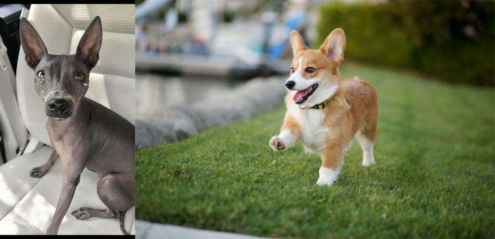 Corgi vs American Hairless Terrier - Breed Comparison