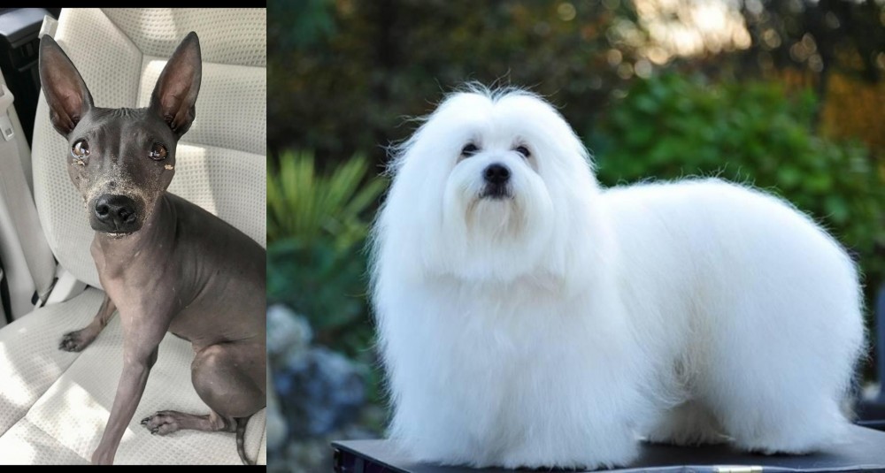 Coton De Tulear vs American Hairless Terrier - Breed Comparison