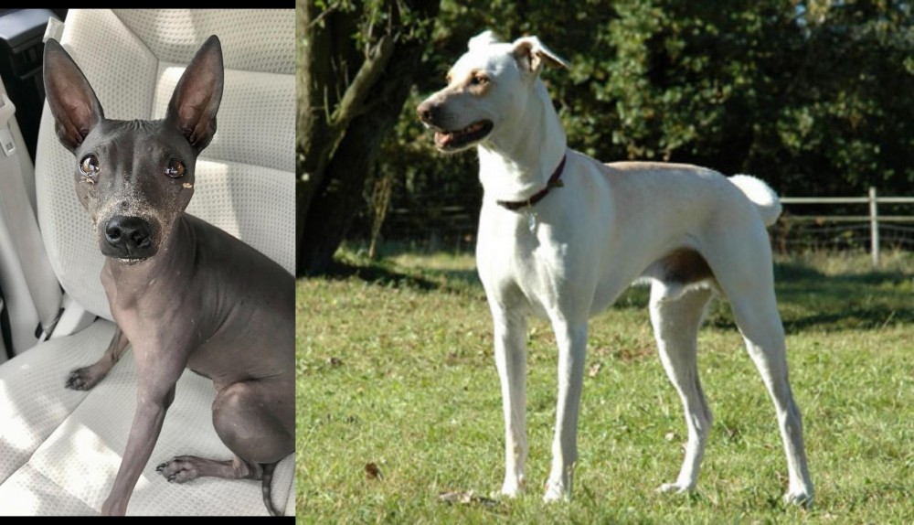 Cretan Hound vs American Hairless Terrier - Breed Comparison