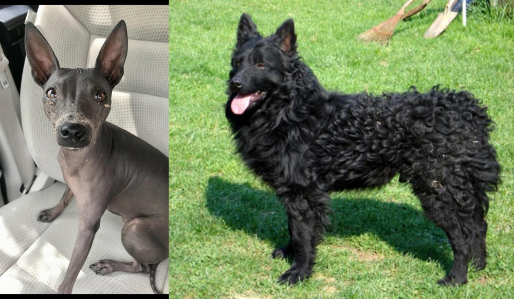 Croatian Sheepdog vs American Hairless Terrier - Breed Comparison