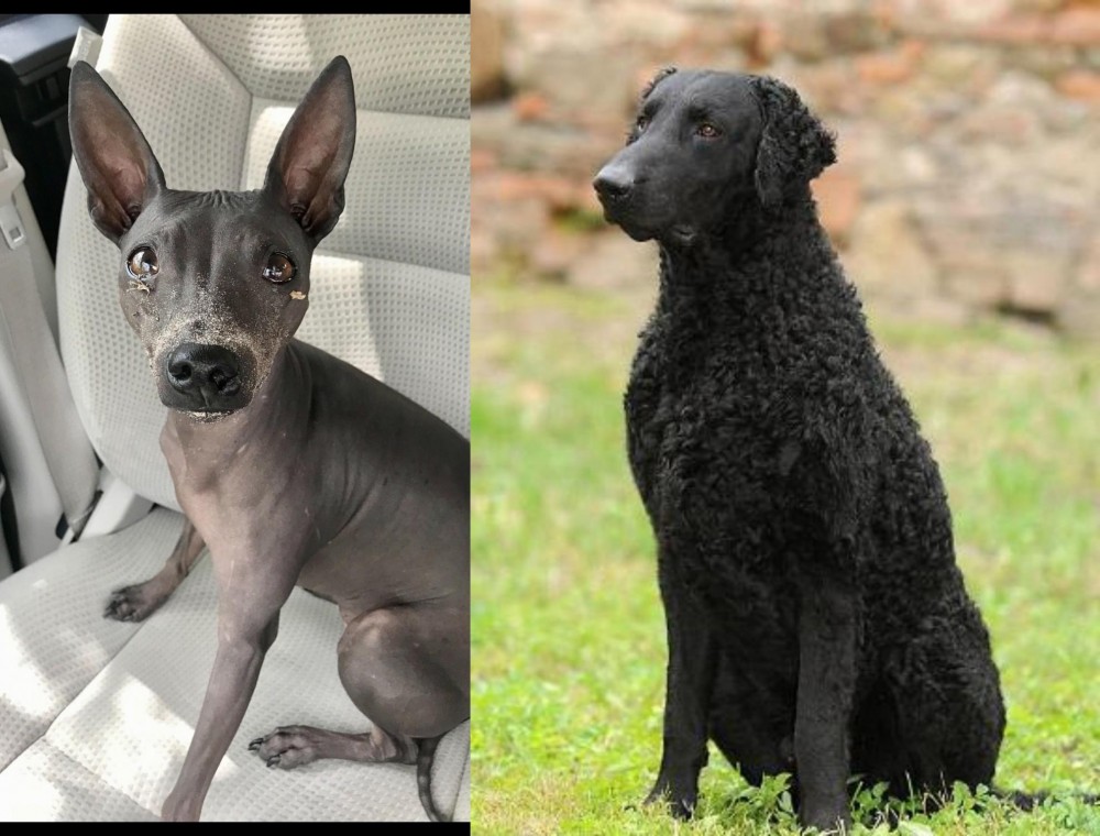 Curly Coated Retriever vs American Hairless Terrier - Breed Comparison
