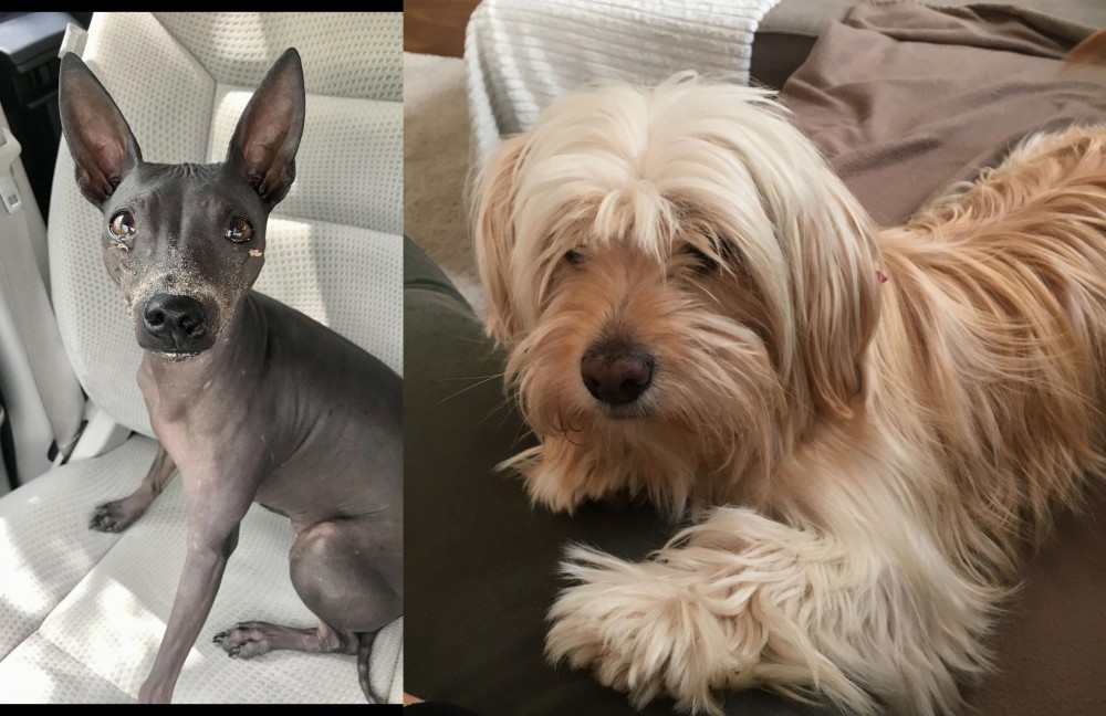 Cyprus Poodle vs American Hairless Terrier - Breed Comparison