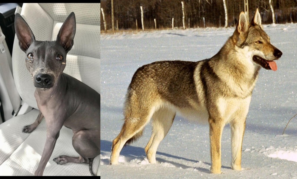 Czechoslovakian Wolfdog vs American Hairless Terrier - Breed Comparison