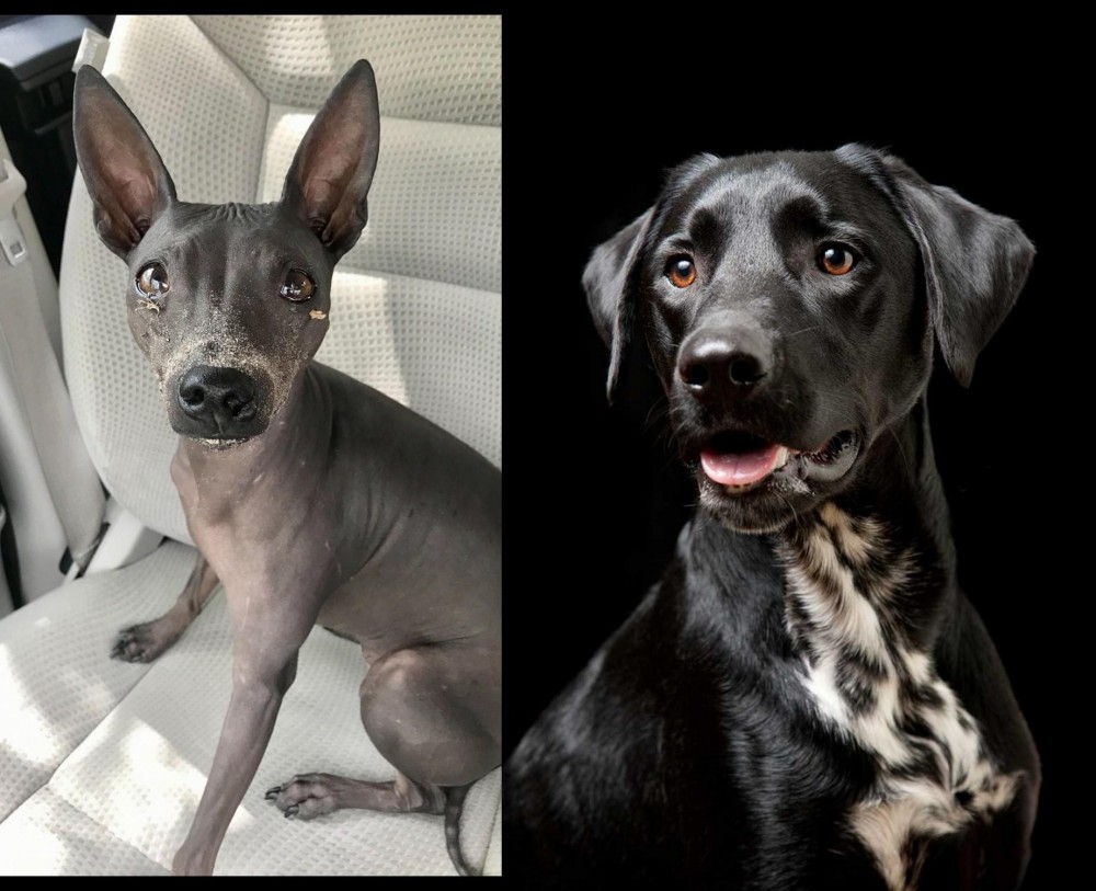 Dalmador vs American Hairless Terrier - Breed Comparison