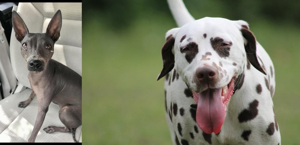 Dalmatian vs American Hairless Terrier - Breed Comparison