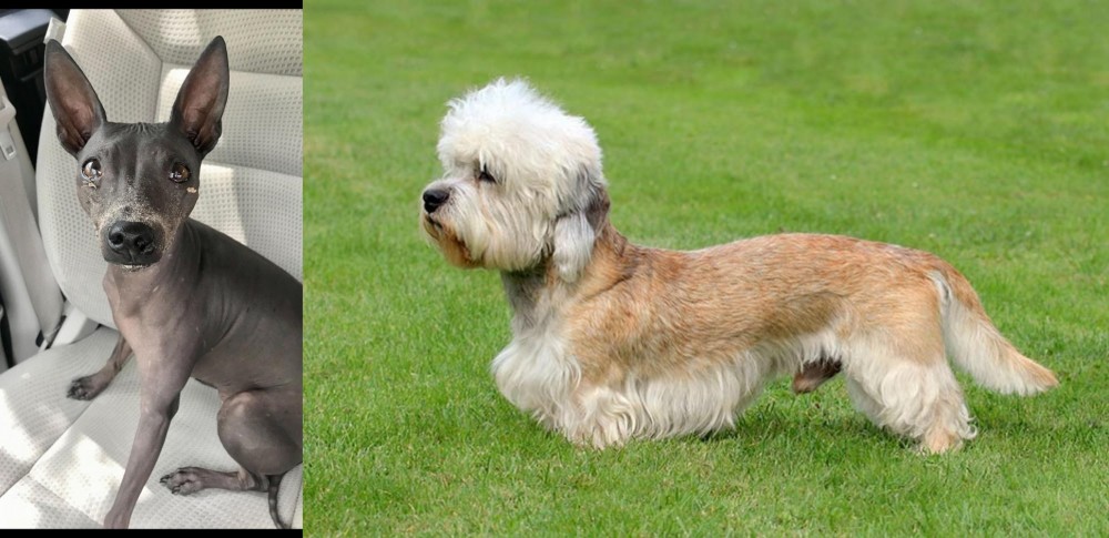 Dandie Dinmont Terrier vs American Hairless Terrier - Breed Comparison