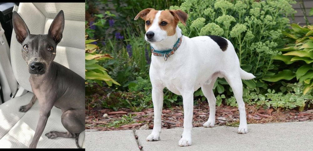 Danish Swedish Farmdog vs American Hairless Terrier - Breed Comparison