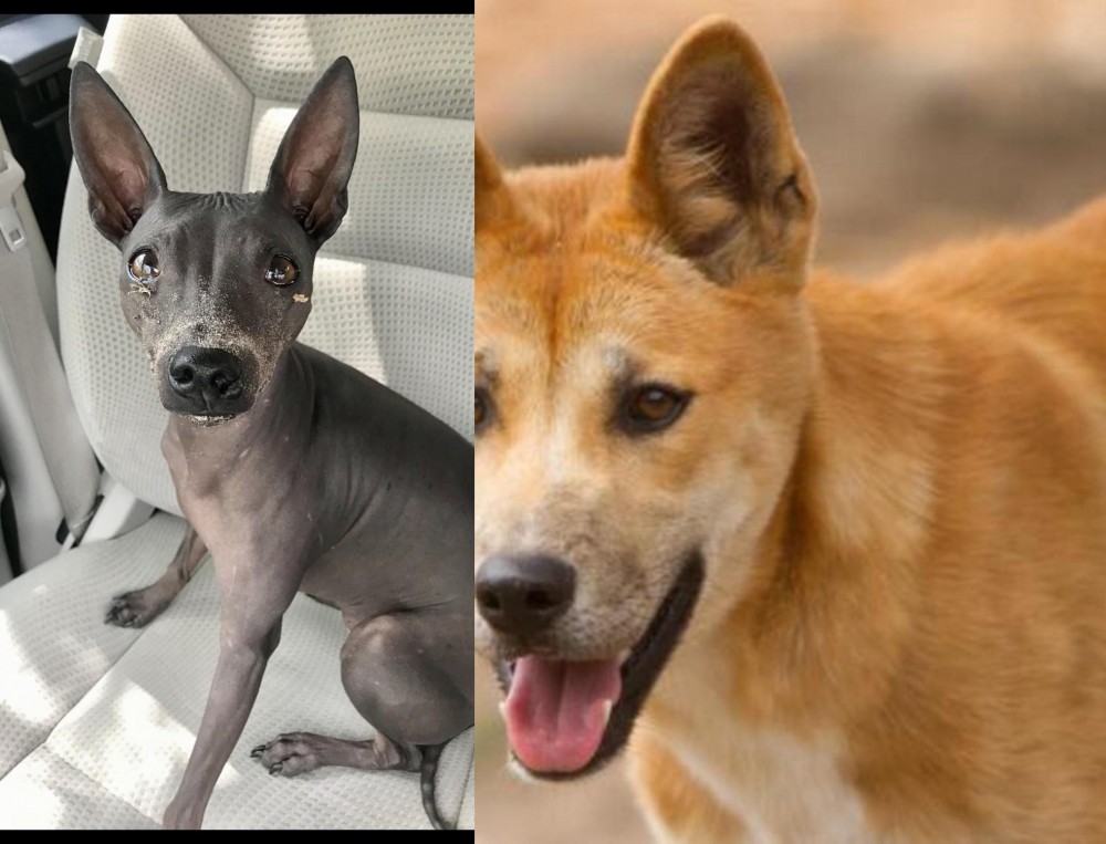 Dingo vs American Hairless Terrier - Breed Comparison