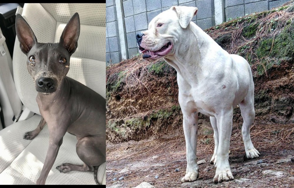 Dogo Guatemalteco vs American Hairless Terrier - Breed Comparison