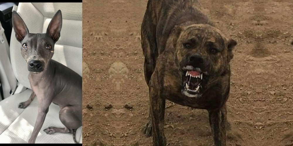 Dogo Sardesco vs American Hairless Terrier - Breed Comparison