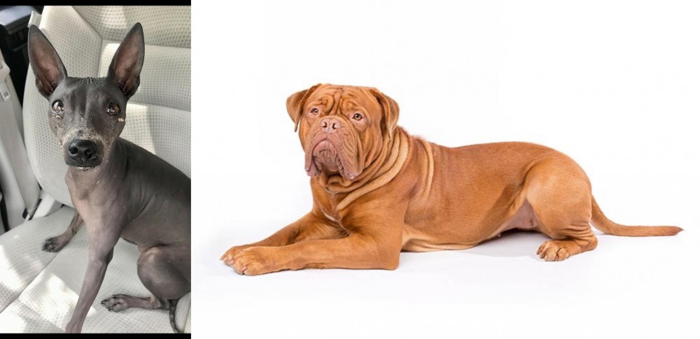 Dogue De Bordeaux vs American Hairless Terrier - Breed Comparison