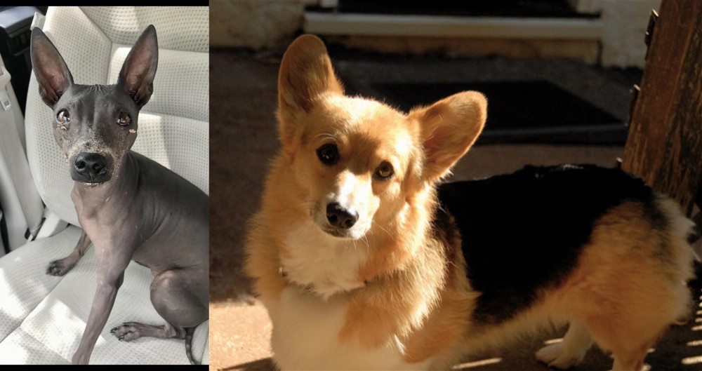 Dorgi vs American Hairless Terrier - Breed Comparison