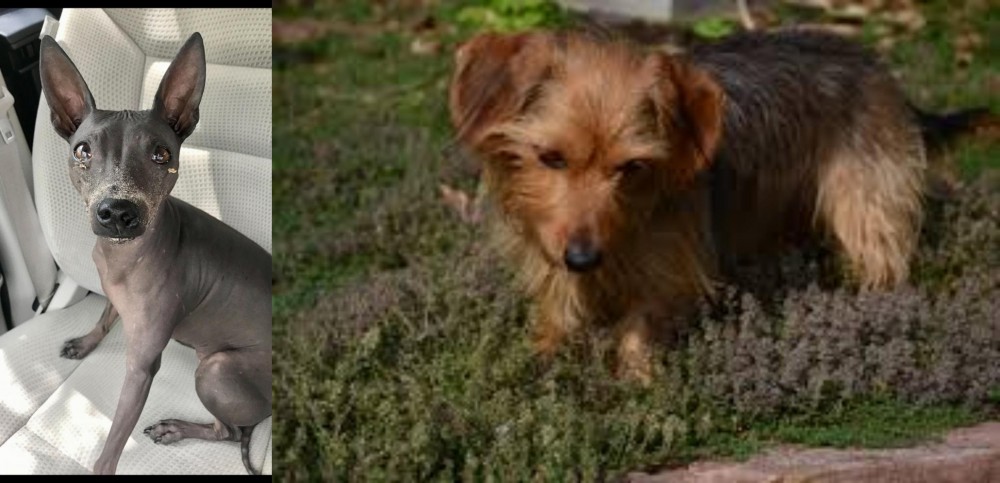 Dorkie vs American Hairless Terrier - Breed Comparison