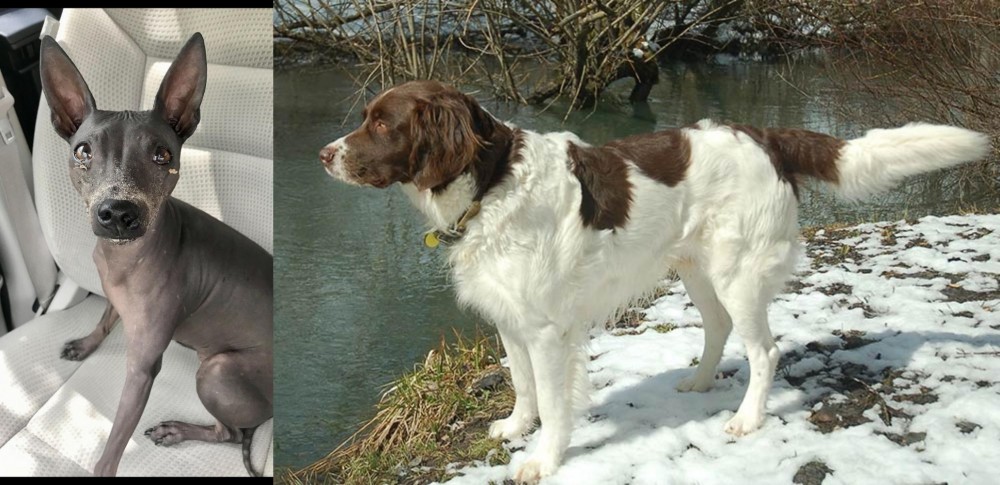 Drentse Patrijshond vs American Hairless Terrier - Breed Comparison