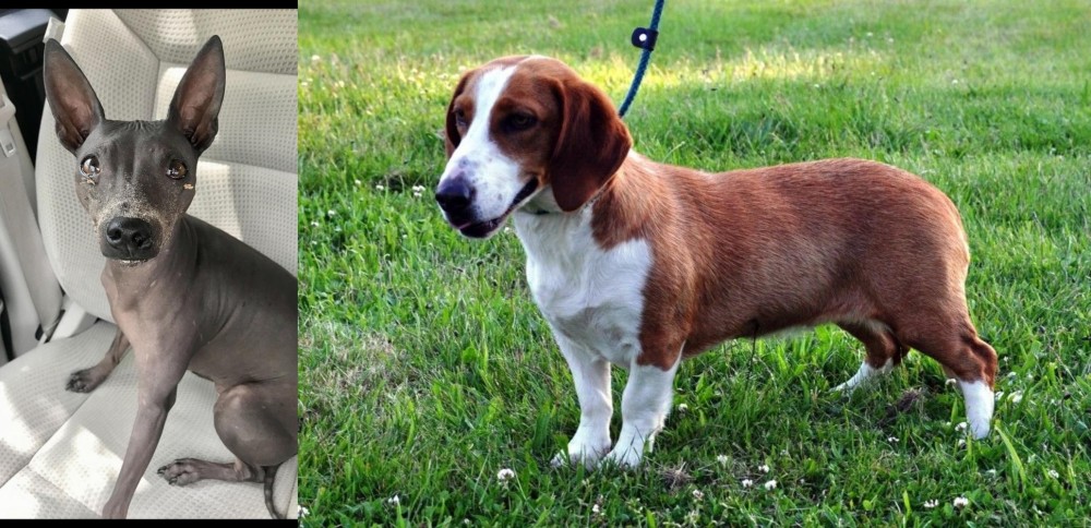 Drever vs American Hairless Terrier - Breed Comparison