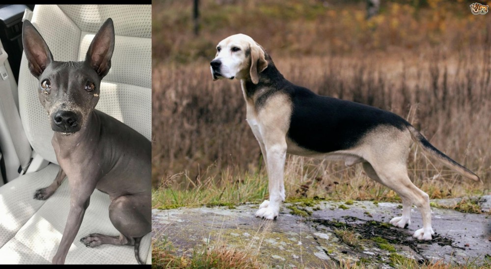 Dunker vs American Hairless Terrier - Breed Comparison