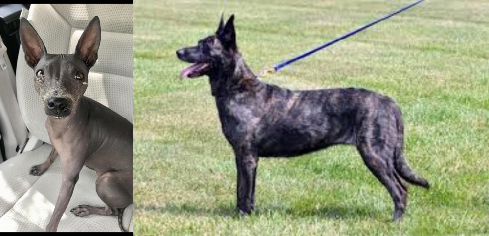 Dutch Shepherd vs American Hairless Terrier - Breed Comparison