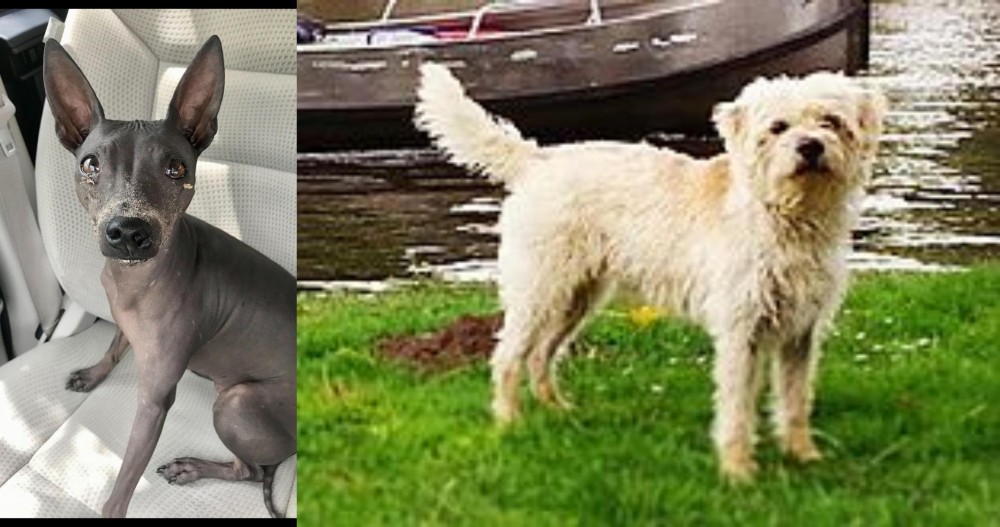 Dutch Smoushond vs American Hairless Terrier - Breed Comparison