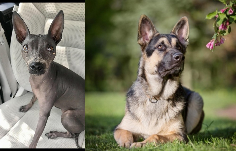 East European Shepherd vs American Hairless Terrier - Breed Comparison
