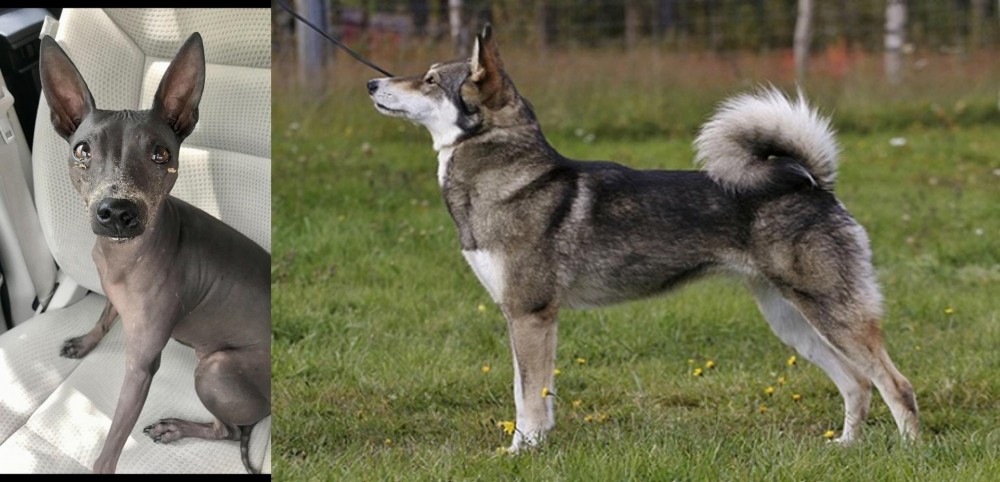 East Siberian Laika vs American Hairless Terrier - Breed Comparison