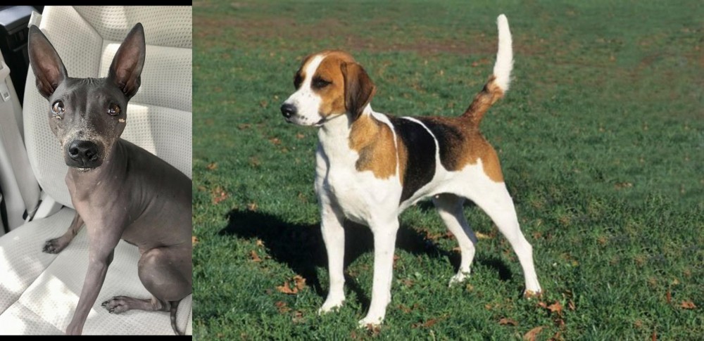 English Foxhound vs American Hairless Terrier - Breed Comparison