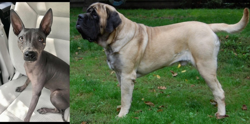 English Mastiff vs American Hairless Terrier - Breed Comparison