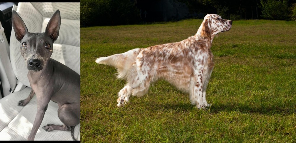 English Setter vs American Hairless Terrier - Breed Comparison