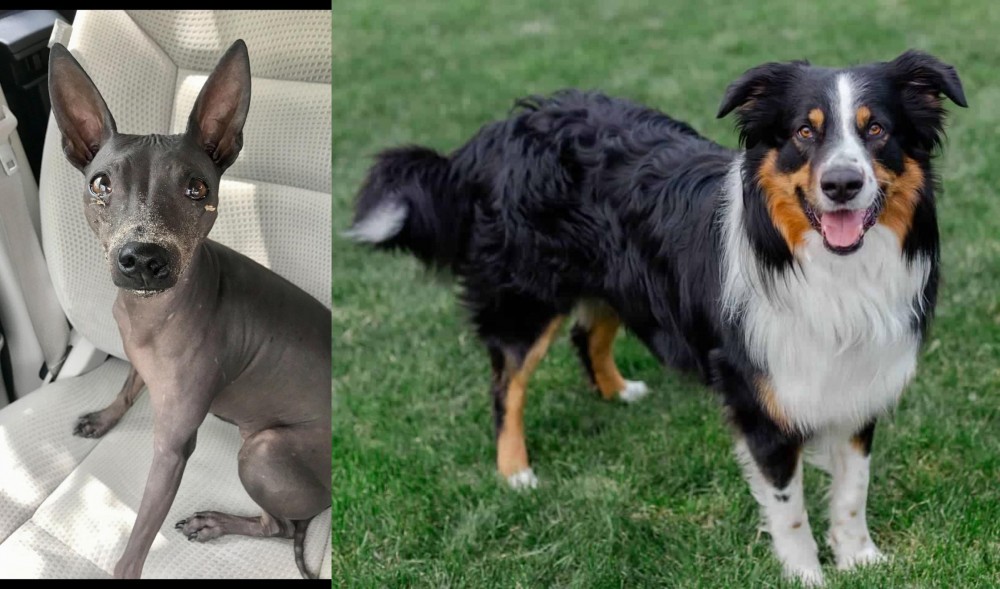 English Shepherd vs American Hairless Terrier - Breed Comparison
