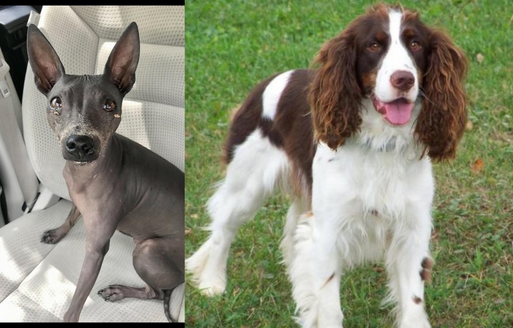 English Springer Spaniel vs American Hairless Terrier - Breed Comparison