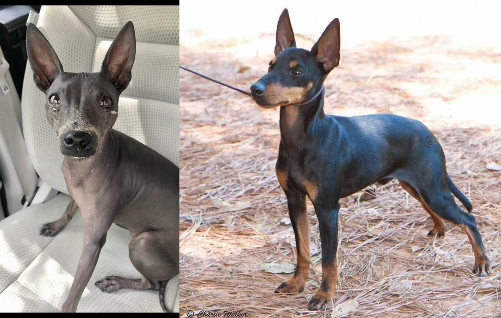 English Toy Terrier (Black & Tan) vs American Hairless Terrier - Breed Comparison