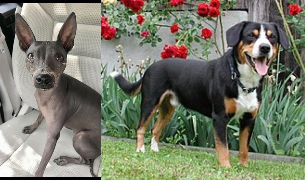 Entlebucher Mountain Dog vs American Hairless Terrier - Breed Comparison