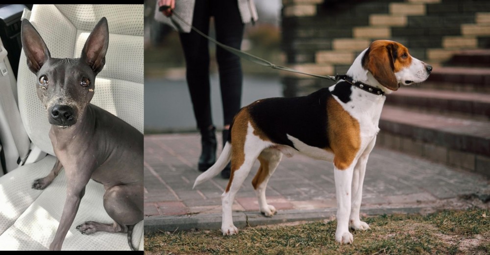 Estonian Hound vs American Hairless Terrier - Breed Comparison