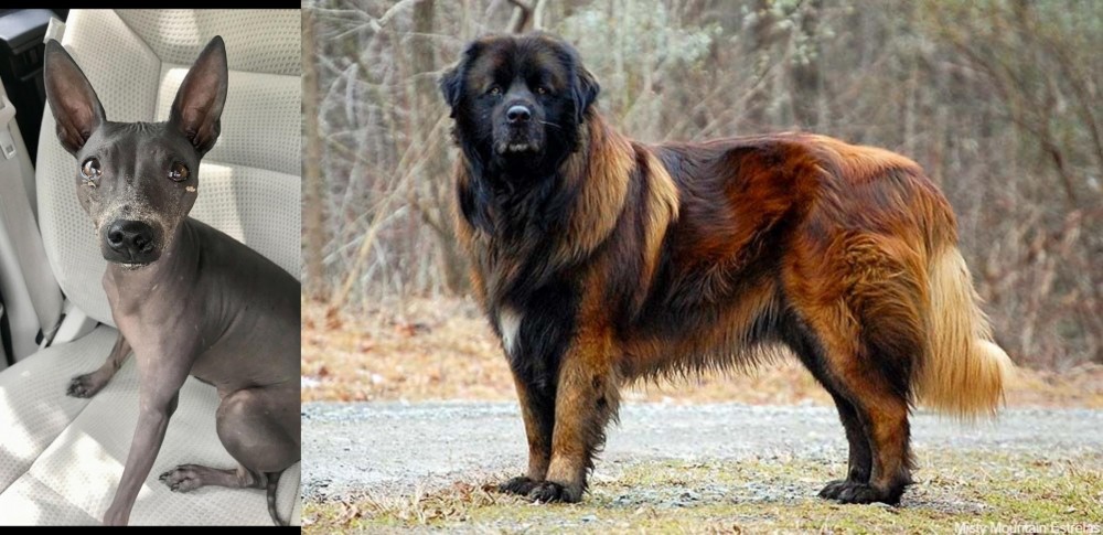 Estrela Mountain Dog vs American Hairless Terrier - Breed Comparison