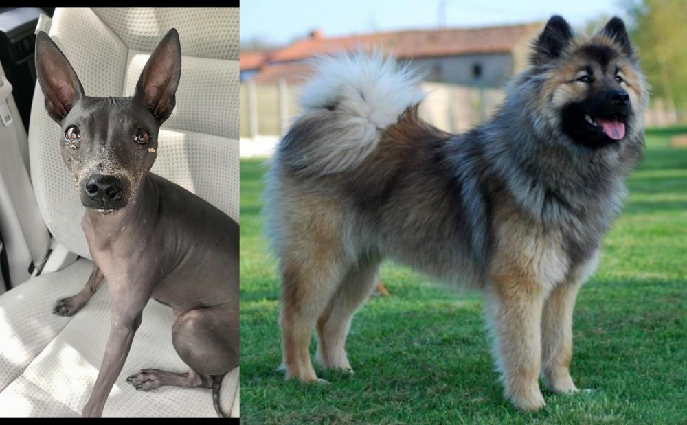 Eurasier vs American Hairless Terrier - Breed Comparison