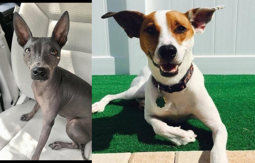 Feist vs American Hairless Terrier - Breed Comparison