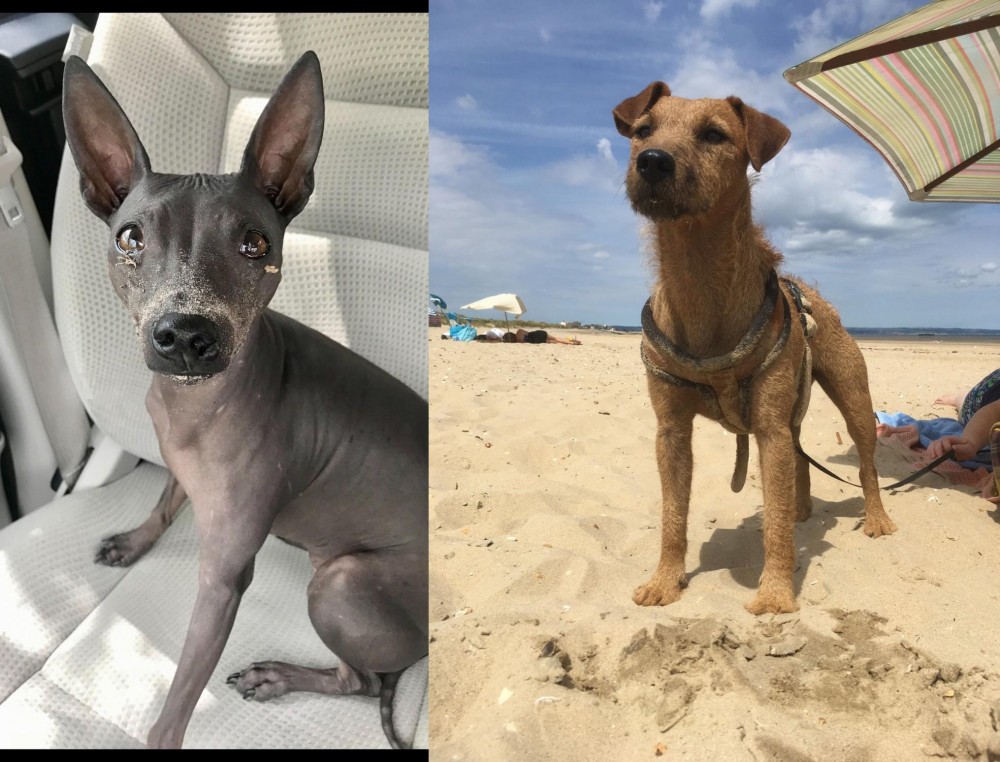 Fell Terrier vs American Hairless Terrier - Breed Comparison